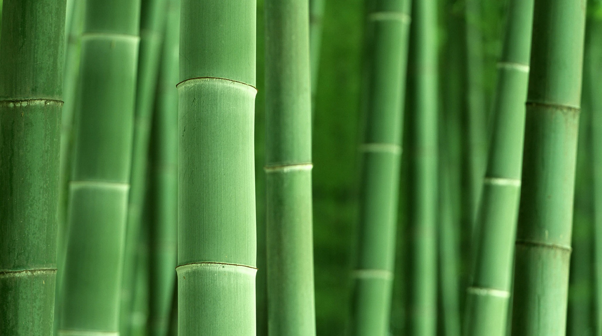 Rationalisatie Matrix Plantkunde When Sara Smiles | Een lesje in materialen: alles over bamboe